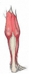 calf_muscle