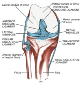 knee_pain