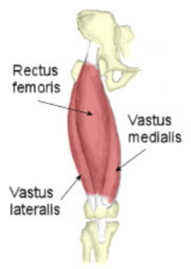 quadriceps
